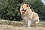 CHIEN FINNOIS DE LAPONIE 728